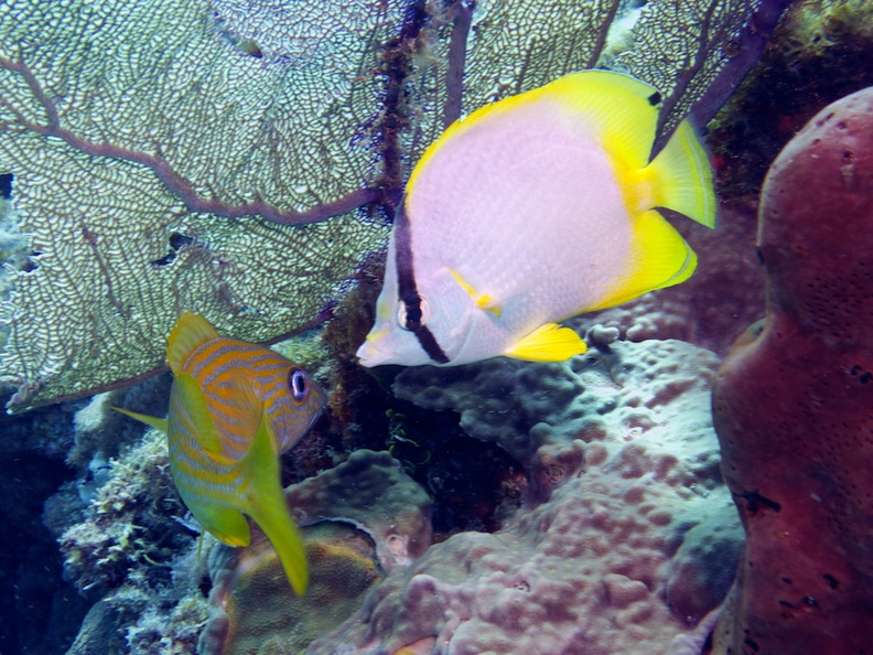 Spotfin Butterflyfish makes his move on a French Grunt IMG_3141.jpg